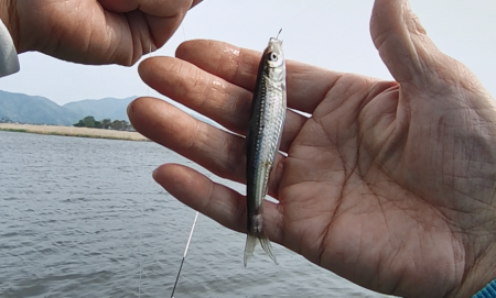 少し季節遅れのホンモロコ釣り